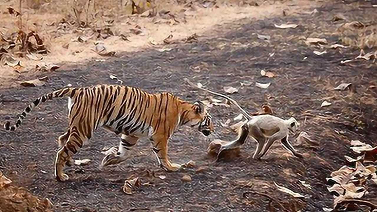 老虎捕猎猴子 一击毙命