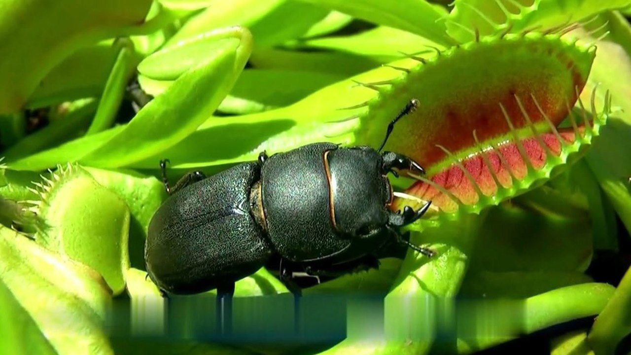 当捕蝇草遇到屎壳郎谁才是赢家