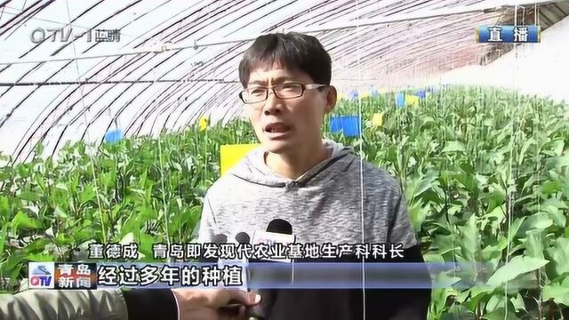 青岛现代农业让农民捧上“金饭碗”