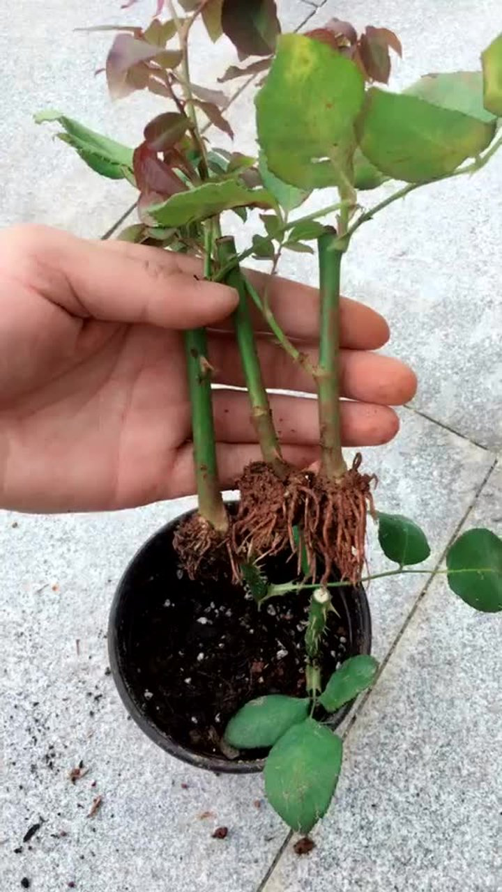教你扦插玫瑰花或者月季花