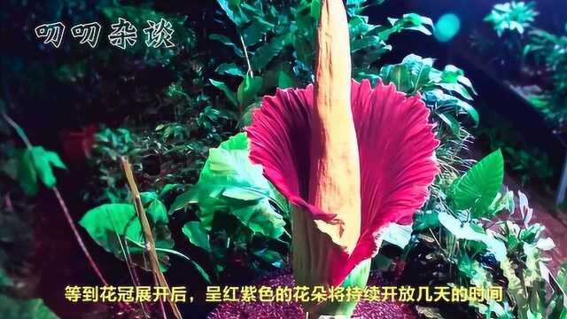 世界上最“香”的花,味道能飘800米,网友:此生难忘!