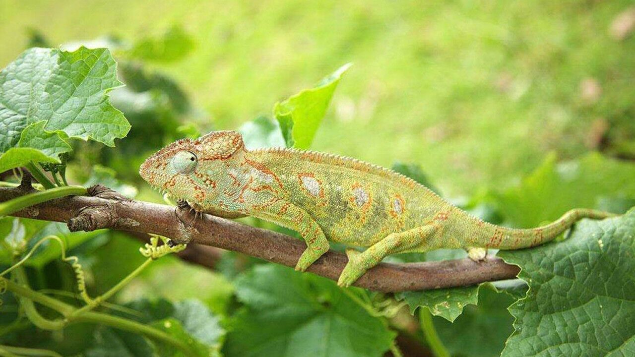 《人与自然》变色龙的眼睛可以360°旋转,身体可以变换各种颜色