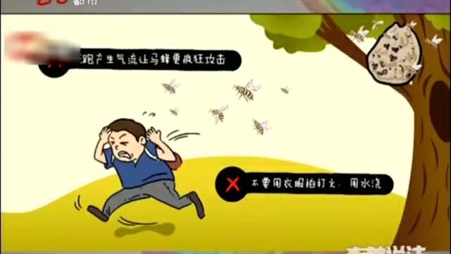 马蜂致人身亡事件频发!如何避免这“夏日杀手”?马蜂:不存在的