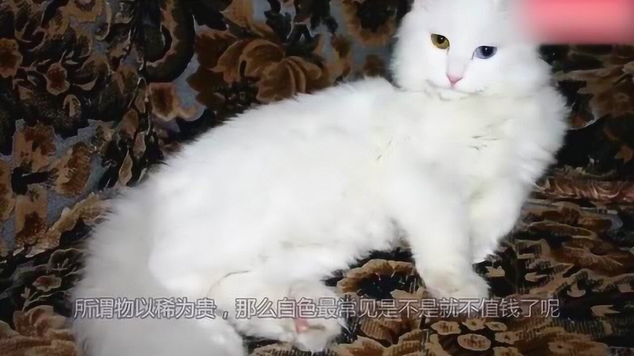 中国名贵猫咪品种,一只要上万元,蓝瞳黑狮猫至今无人培育出来_腾讯视频