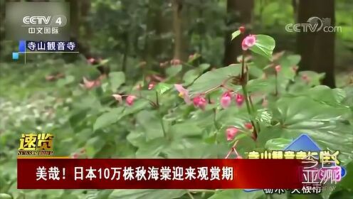 美哉！日本10万株秋海棠迎来观赏期