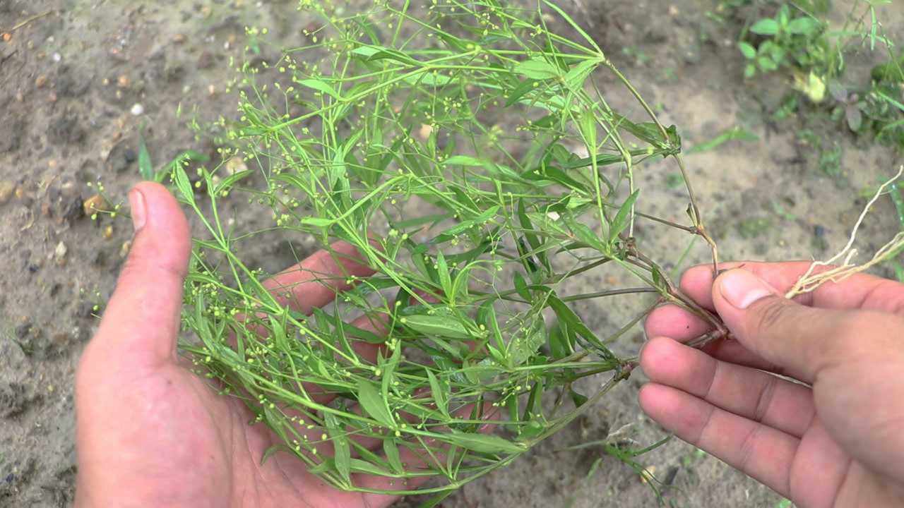 这种农村植物《粟米草》,菜园田基边很常见,可别小觑它的价值