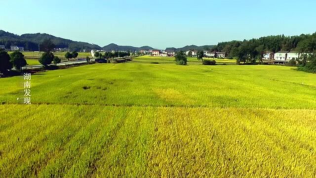 航拍湖南:株洲县稻浪