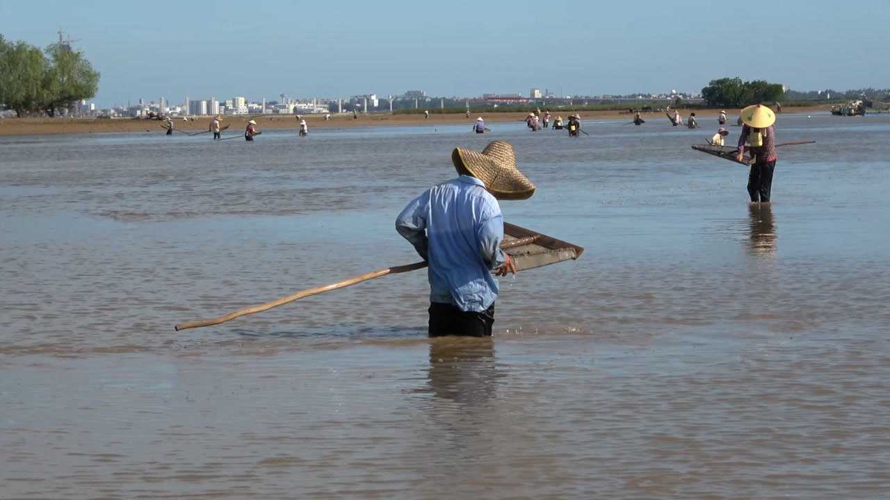 渔农小池:海边抓螃蟹,一人能抓几百只,全村人都来了!
