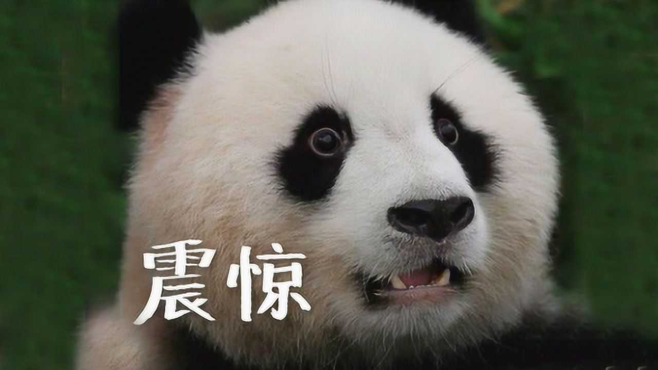 高清熊猫震惊图片