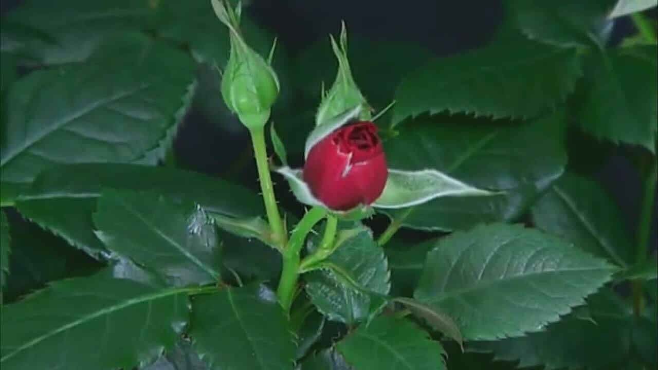 实拍玫瑰花开花的全过程,在风中静静绽放,画面太美了