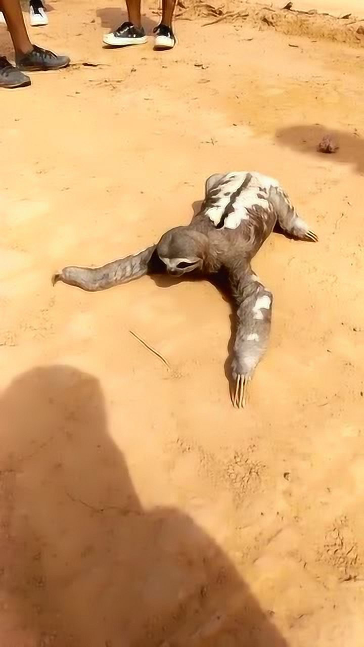 水猴子,民间俗称水鬼,在水下力大无穷,人被它在水下抓住