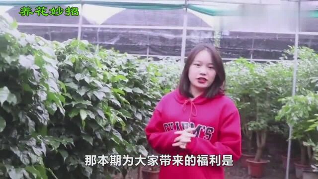 一品红如何养才长得好?一品红养殖需要注意这几个事项