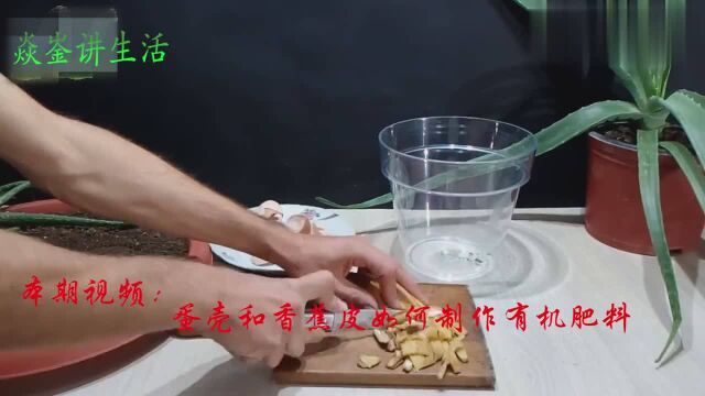 如何用蛋壳和香蕉皮制作有机肥料!赶紧学起来省钱吧