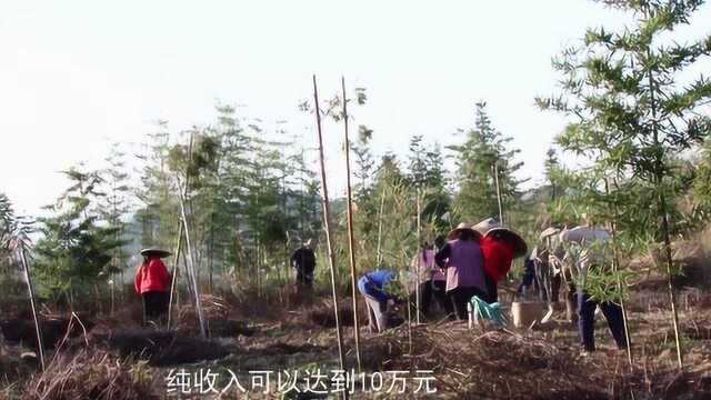 洪江市种植雷竹成立了特色农业合作社,村民占收益的80%