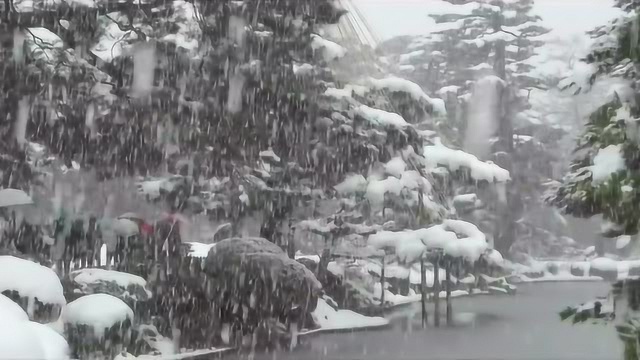 不一样的北国风光, 金沢兼六园,看完期待下雪!