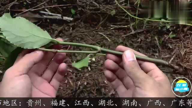 农村陈小哥:草药植物《草珊瑚》,你认识它吗?它又叫接骨木