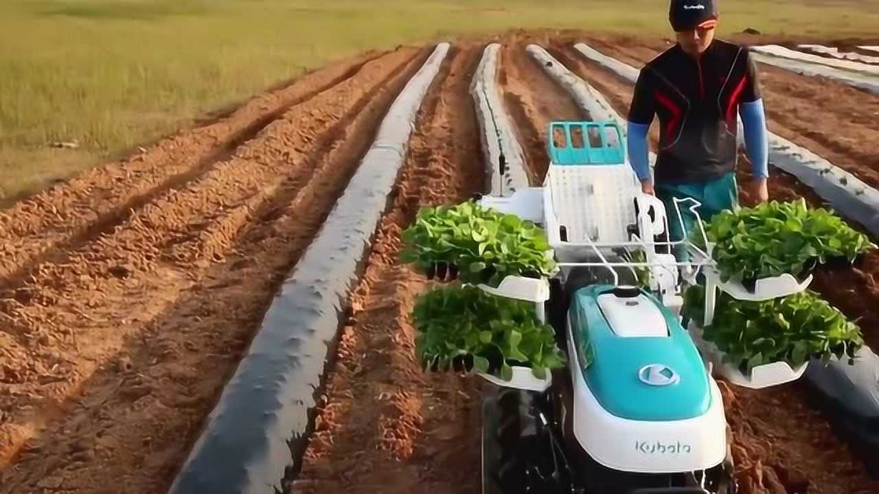 全自动万能蔬菜移栽机图片
