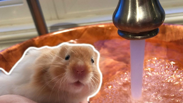 为什么用水给仓鼠洗澡,就会马上死亡?很多铲屎官都做错了!