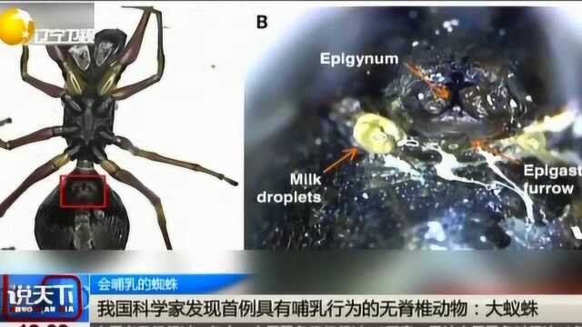 国内科学家发现首例具有哺乳行为的无脊椎动物:大蚁蛛