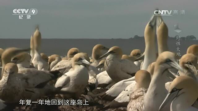 野性大地——非洲 鲣鸟迁徙