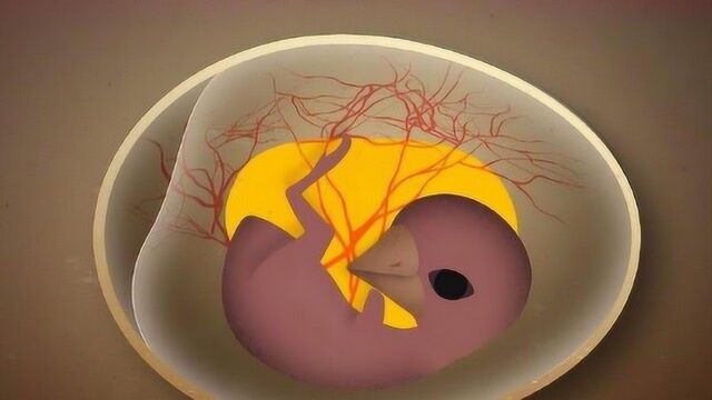 小鸡是怎么呼吸的?氧气究竟从何而来?看完长知识了