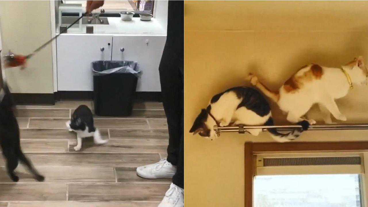 傻猫合辑！恶作剧呆萌憨看完怎能不爱猫？_高清1080P在线观看平台_腾讯视频