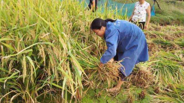 谷子怎么种植呢?谷子的种植技术解说!