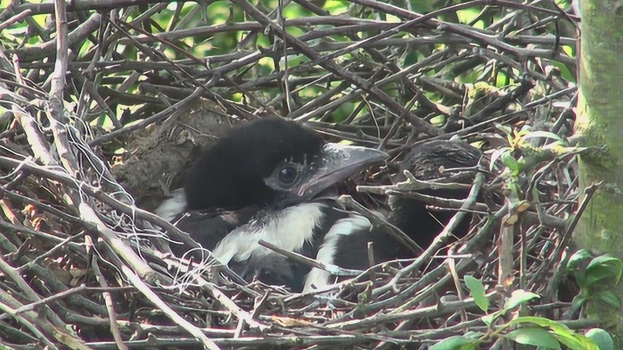 喜鹊育雏记:鸟窝很简陋,照顾小鸟却很细心,鸟儿慢慢长大了!