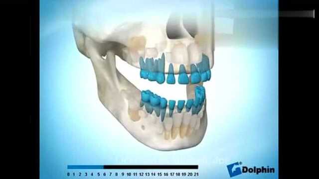 微博公开课,儿童换牙动画侧面演示过程,乳牙脱落