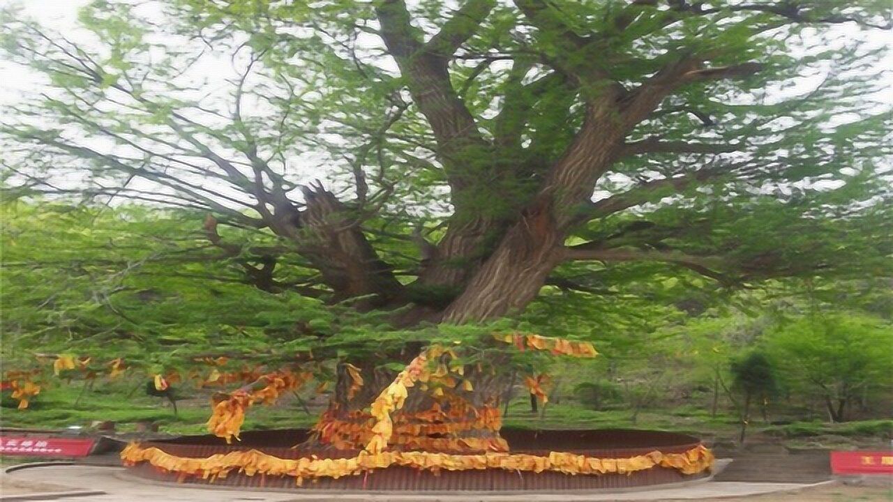 河南王屋山上的千年银杏树,高达45.7米,是我国银杏"活化石"