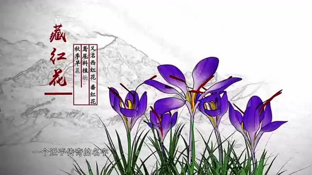 本草:藏红花与红花仅有一字之差,价格却相差千倍,作用更明显