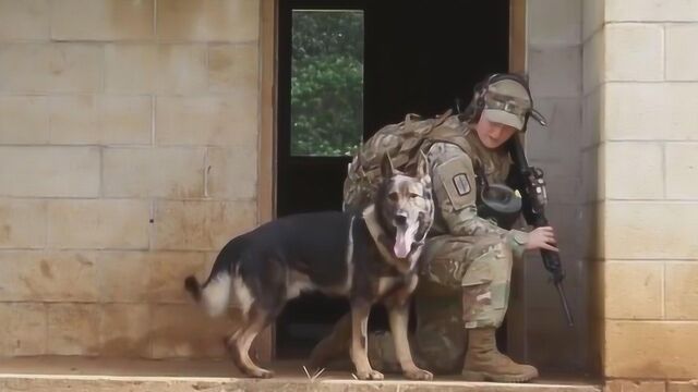 一生只认一主!彪悍军犬为人类赴汤蹈火瞬间集锦