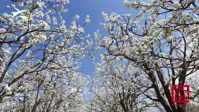 春潮花海看昆明 2分钟配乐版