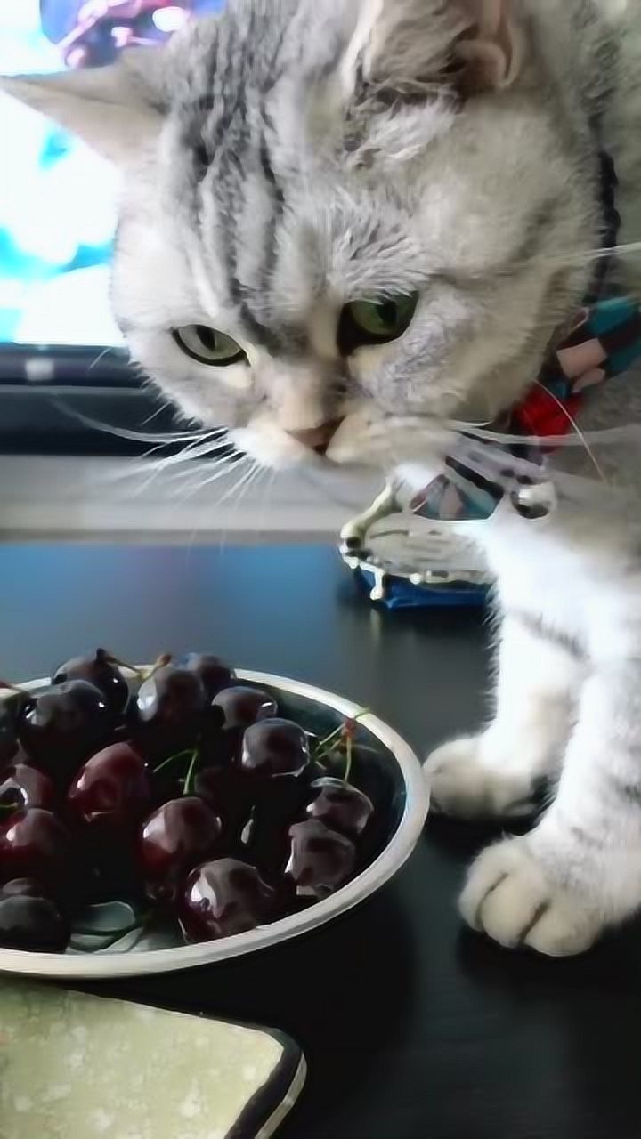 最萌小英短:咋就这么喜欢樱桃呢……猫喜欢吃水果吗?_腾讯视频