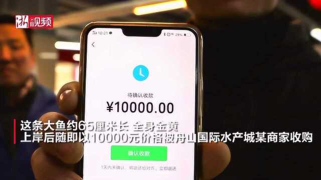 1条卖了1万!沈家门渔民喜获大黄鱼