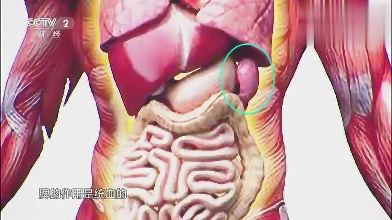 脾的位置在哪里又有什么用,专家用人体解剖图来讲解!