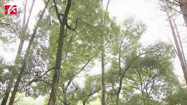 世界野生动植物日!“湖南报春”、“虎舌红”现身森林植物园