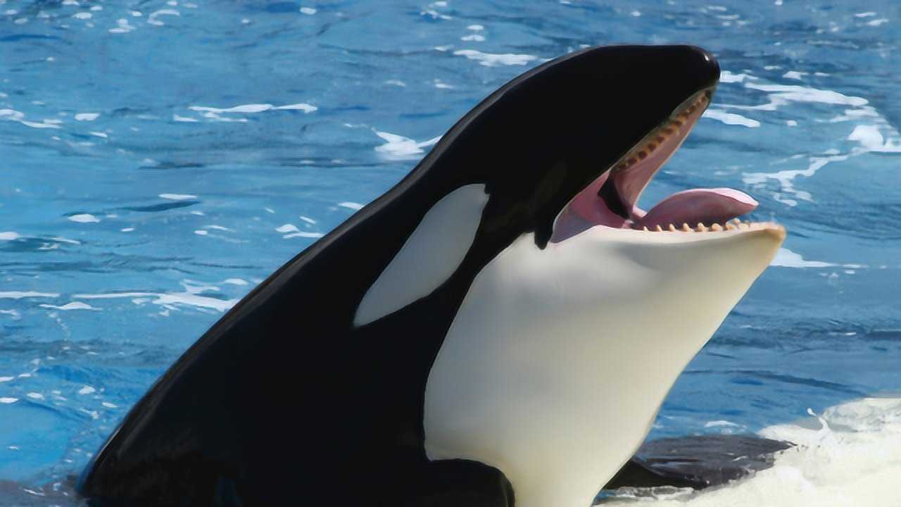 虎鲸到底是鲸鱼还是海豚？看完你就明白了！_高清