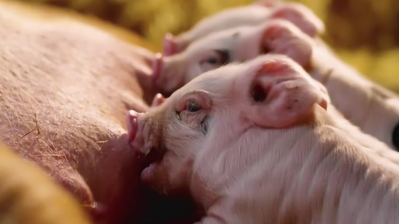 几只小猪在吃奶虽说大猪很笨拙但是这样的小猪可爱极了