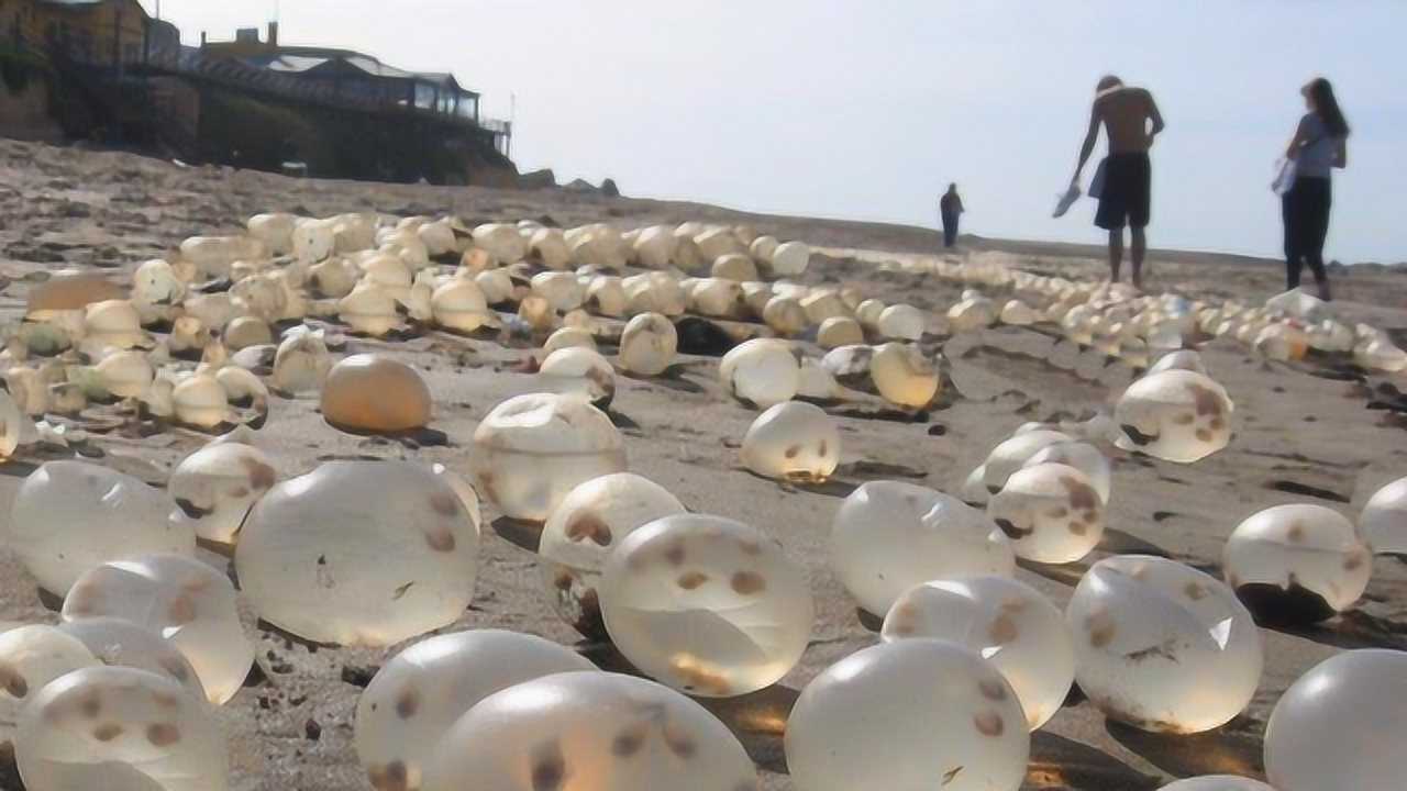 沙滩上出现巨型珍珠遭疯抢,知道真面目后众人不敢靠近!