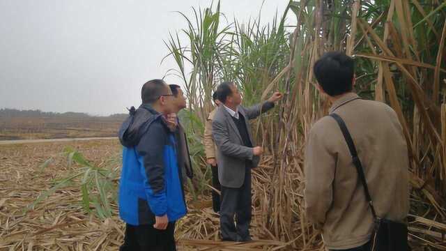 知识点!黑皮甘蔗枝梢种植方法及注意事项