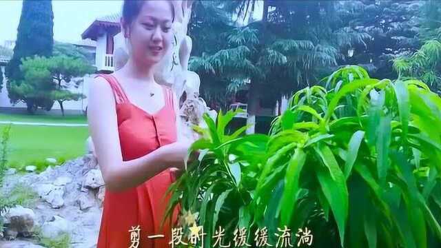 一首《荷塘月色》温柔醉美,太好听了,听一遍就爱上了