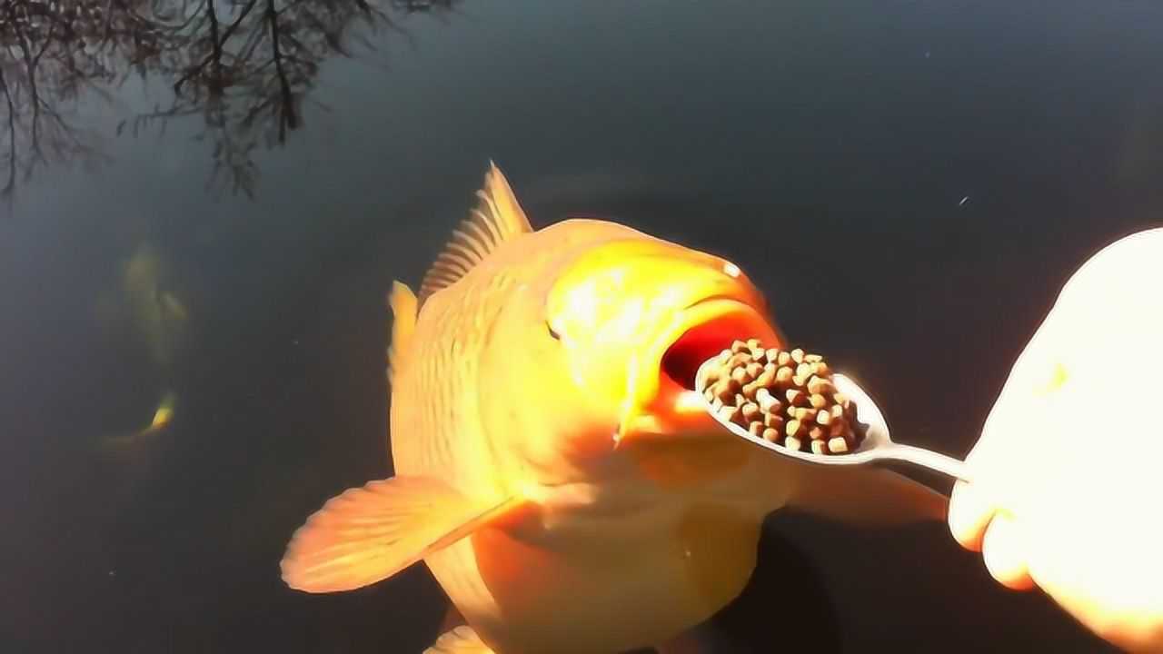 大户人家是怎么养金鱼的,用勺子给鱼喂饲料,一喂就是一大勺