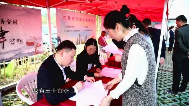 茶季即将开始 安吉白茶服务送上门