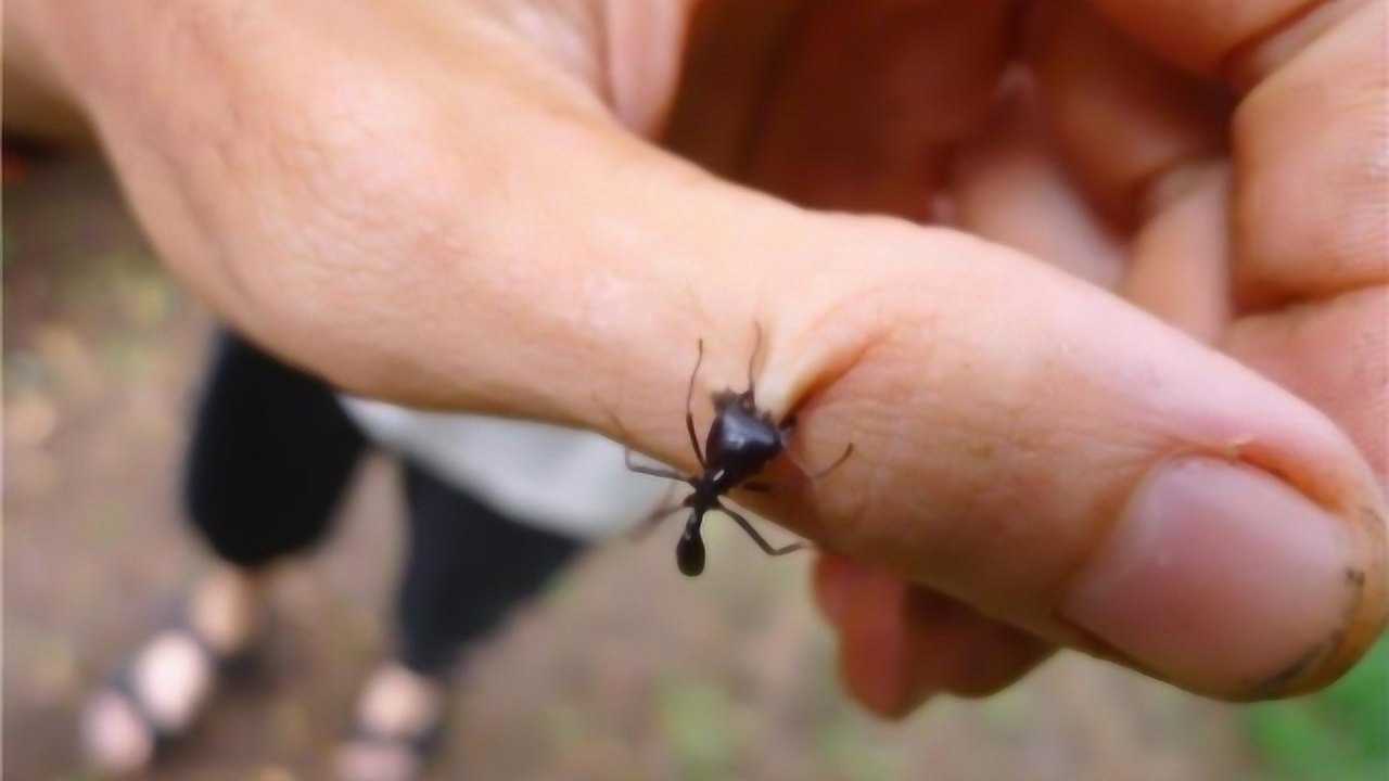 蚂蚁能用来缝合伤口,网友:我肉疼!