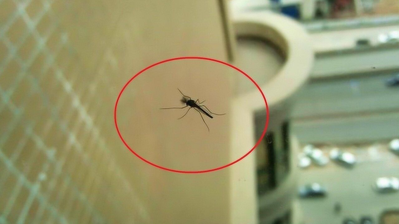 小小的蚊子能飞多高?为什么在30多层的高楼也会有蚊子?