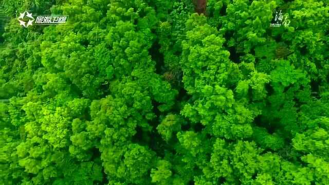 海南设立热带雨林国家公园管理机构