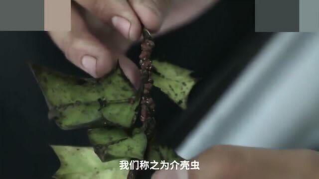 植物还有专属的“植物医院”?还能免费看病