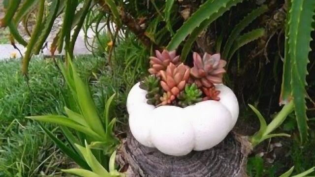 DIY,手工制作多肉植物花盆,颜值高又实用!