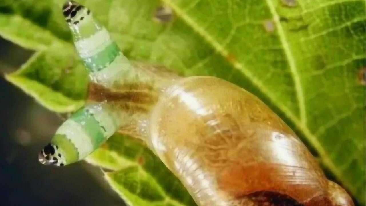 涨知识蜗牛被双盘吸虫寄生变身现实版没有意识的丧尸